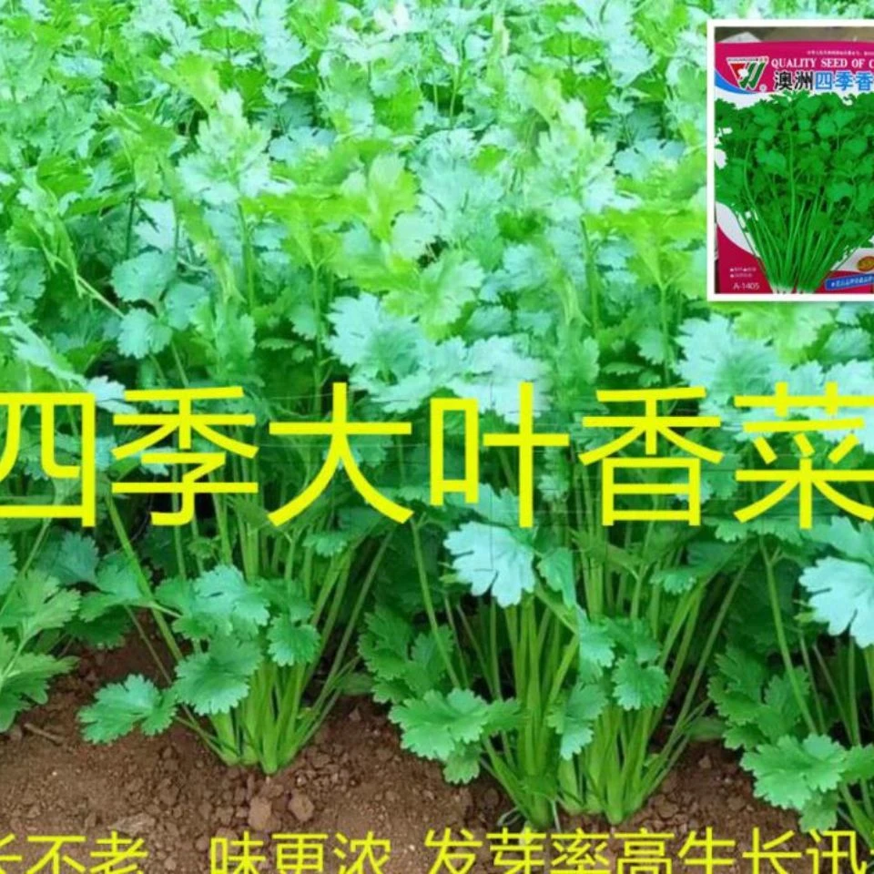 香菜种子四季易种耐热耐抽苔阳台盆栽蔬菜种子大全农家大叶香菜