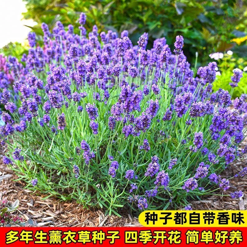 薰衣草种子普罗旺斯薰衣草花种四季易种驱蚊香草盆栽庭院花海种子