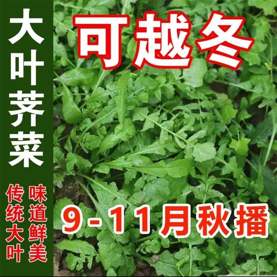 荠菜种子大全农家四季大叶春野菜种籽食用盆栽荠荠菜种籽孑青菜籽