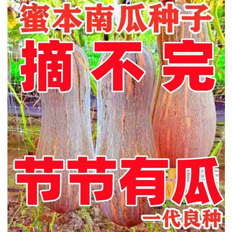 春季优质蔬菜瓜果高产超甜蜜密本南瓜种子耐运输易种蔬果春季播种