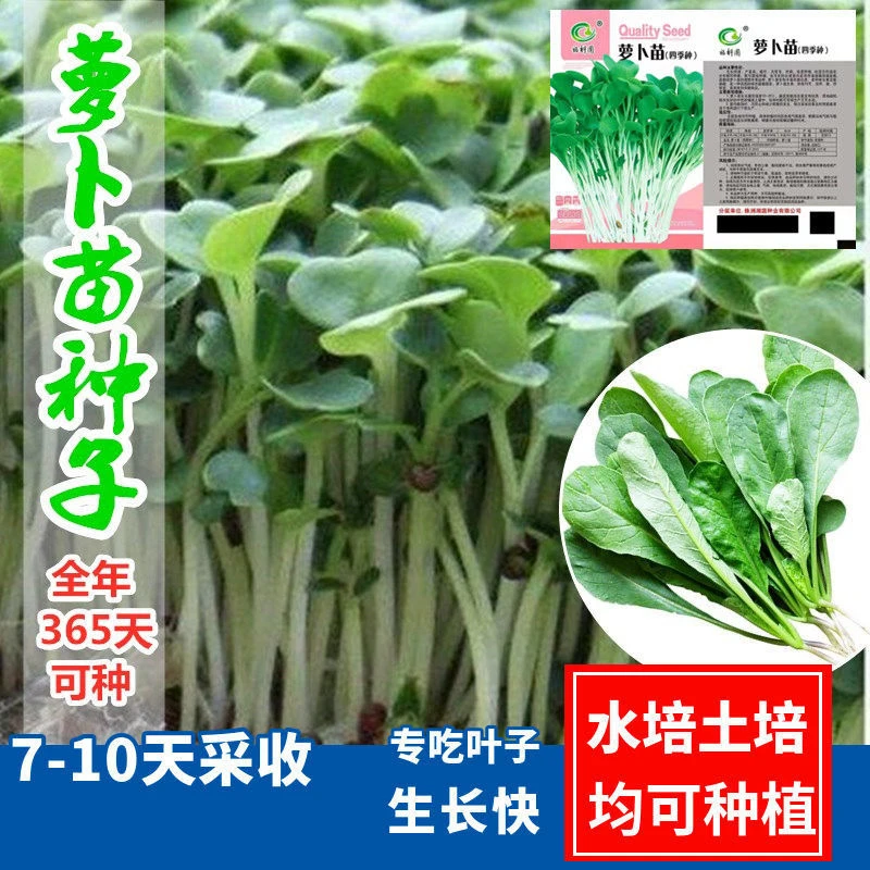 四季速生萝卜菜种子萝卜苗种萝卜缨子芽苗菜阳台盆栽水培蔬菜种子