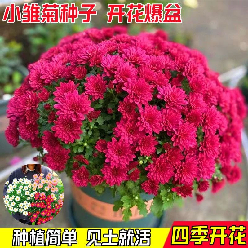网红款小雏菊种子四季开花不断易爆盆庭院阳台可盆栽观赏花卉种子