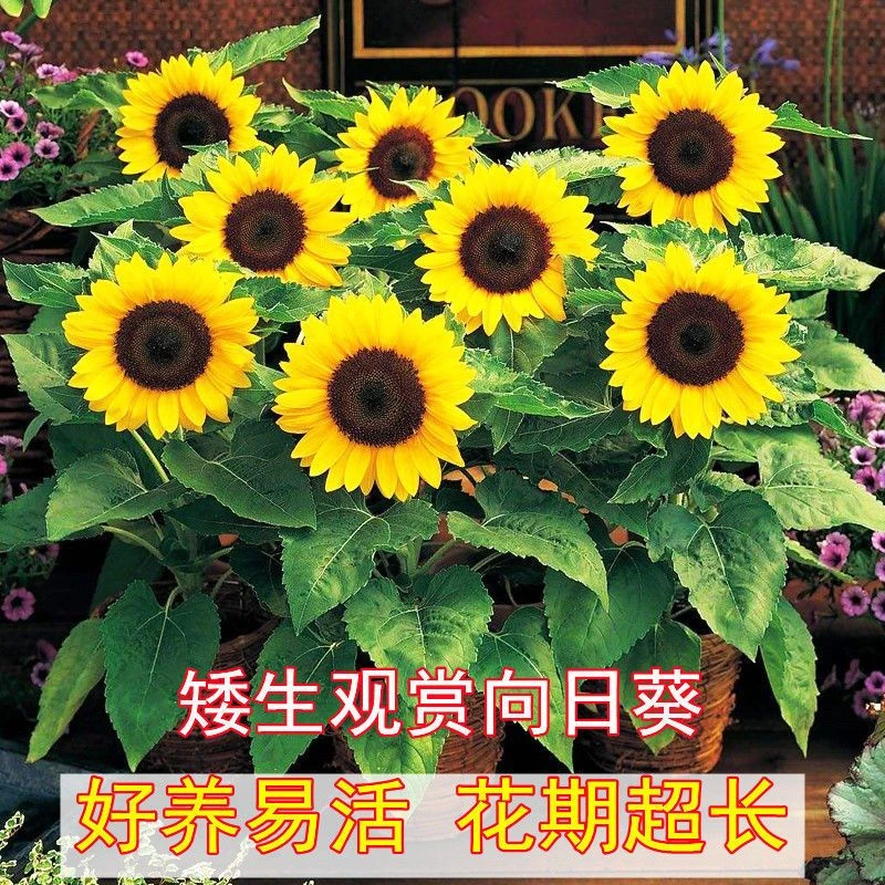 向日葵种子观赏食用花种籽四季开花阳台盆栽室内外庭院花海种植