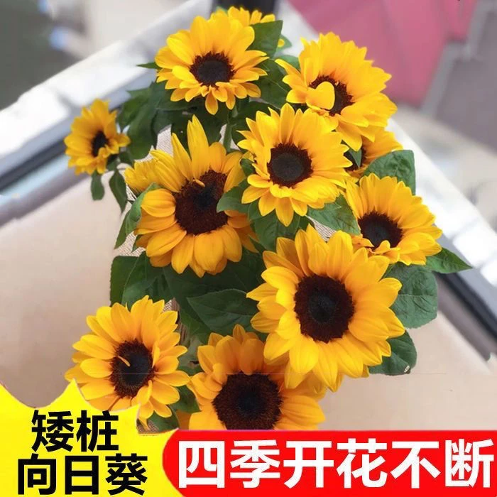 矮向日葵种子阳台盆栽种植四季花卉种子花种子四季播植物种子