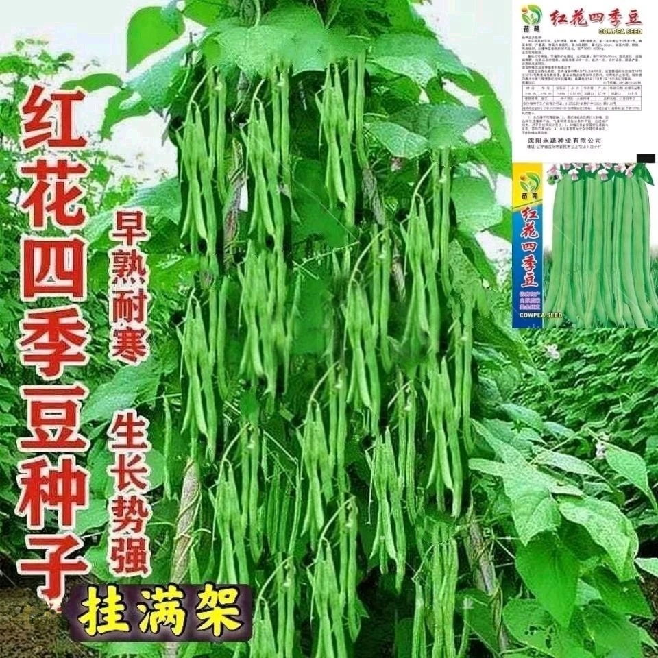 红花四季豆种子高产无筋豆角种子架豆芸豆种子农家四季播蔬菜种子