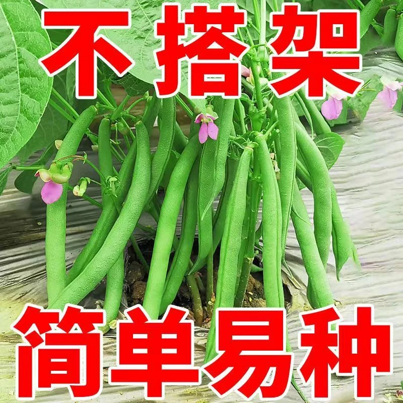 无架四季豆种籽子地豆角菜豆高产矮生地豆不搭架无藤春秋四季种孑