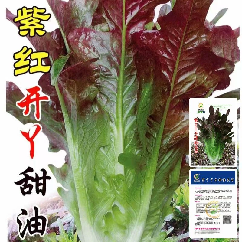 紫红开丫甜油麦菜种子开叉紫色莴苣四季耐热秋春季蔬菜种子大全