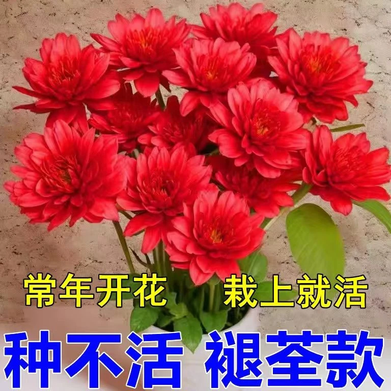 【四季热卖】新品清香玉球根驱蚊虫四季开花重瓣花浓香型花卉盆栽