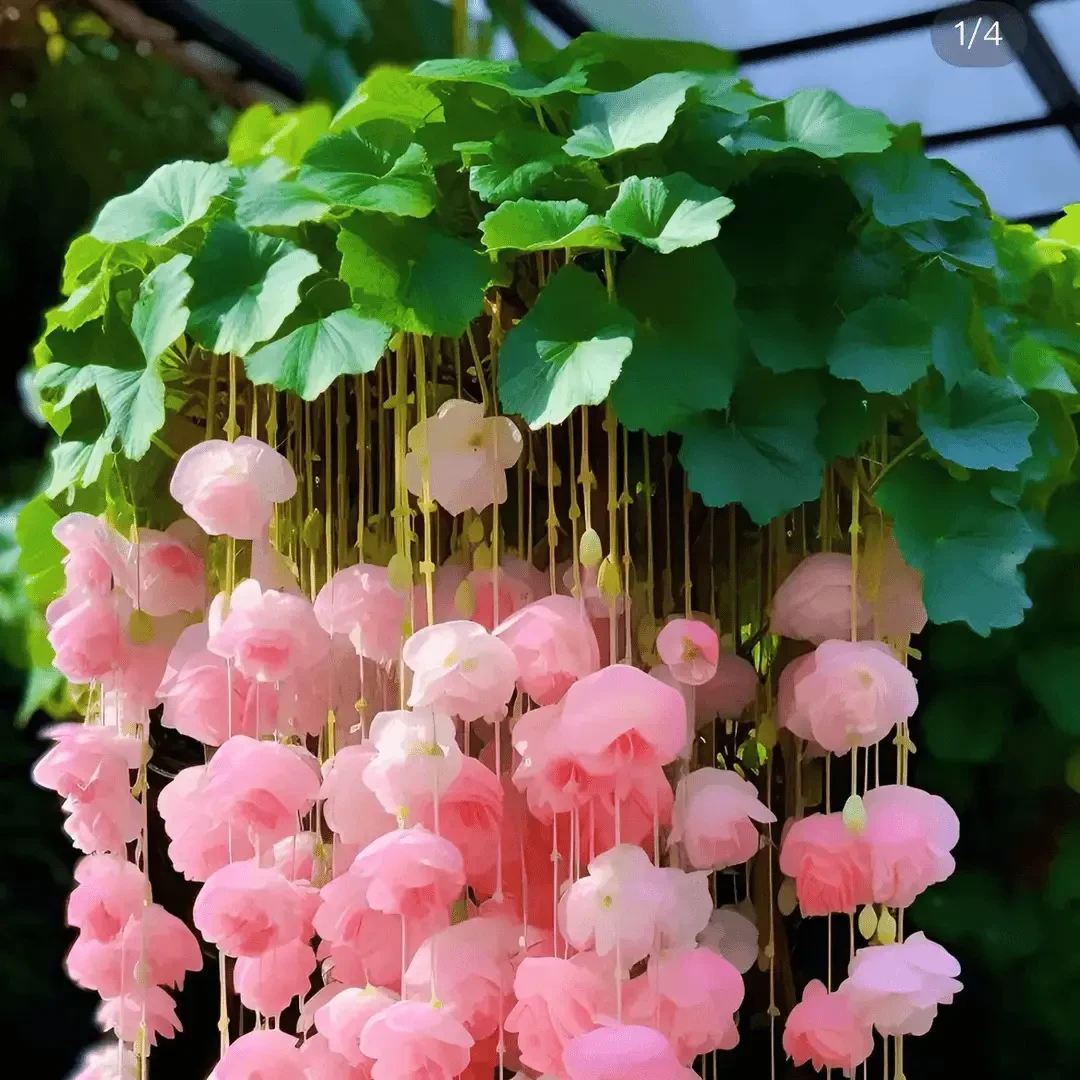 海棠吊垂驱蚊虫植物种子驱蚊花盆栽绿植花卉大全室内室外阳台庭院