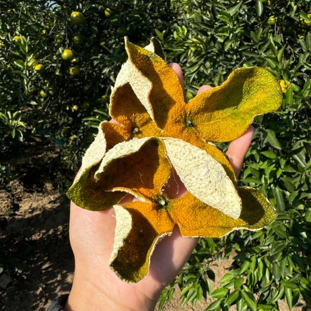 【老树二红皮】2025年老树二红皮，14年老树驳枝