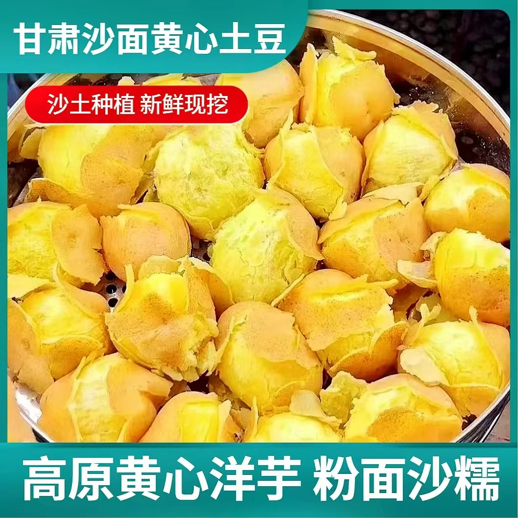 【新鲜现挖】甘肃高原沙面土豆黄心黄皮薯条专用马铃薯洋芋组合T2