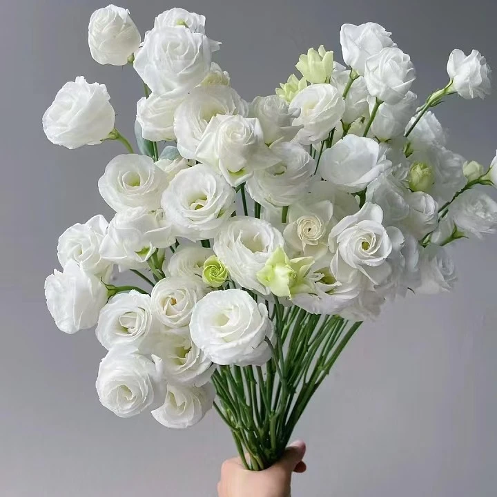 【白色洋桔梗】云南鲜花（全场任意两单及以上包邮）