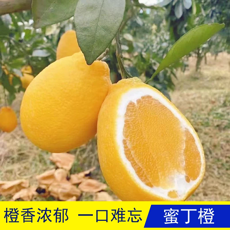 【悠悠佳荣】福建蜜丁橙 4.5斤中/大果
