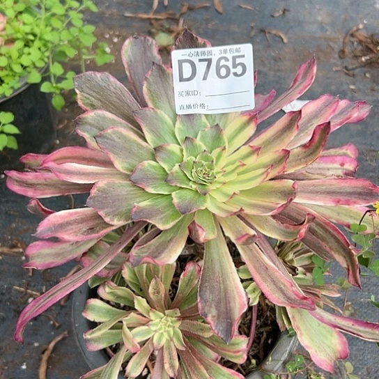 D765多肉植物仙墨