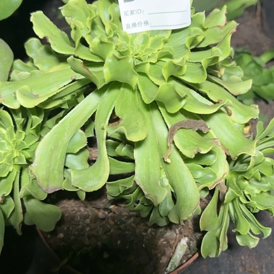 D932多肉植物纯净