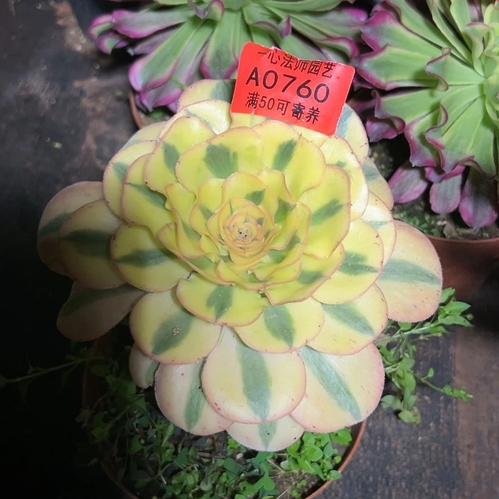 白****茶A0760多肉植物、燕姿锦