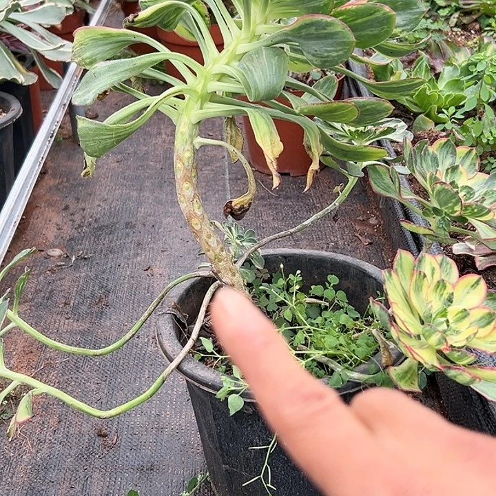 兰*王325多肉植物、彩蝶