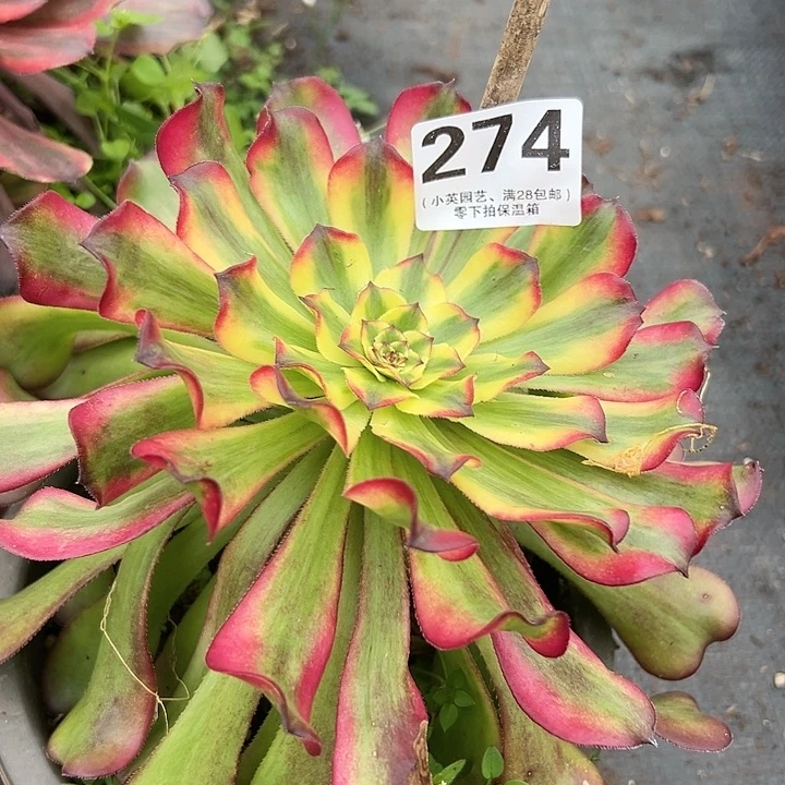 724多肉植物法师