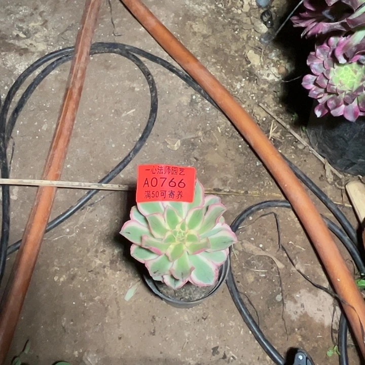 来***行A0766多肉植物、青莲