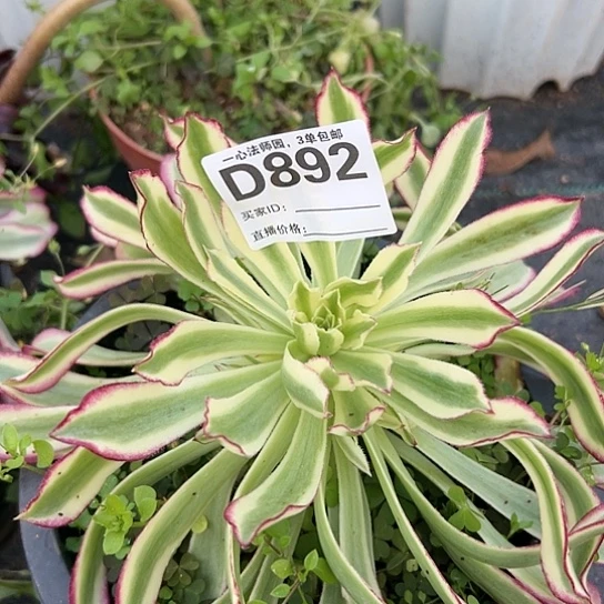 D892多肉植物仙墨