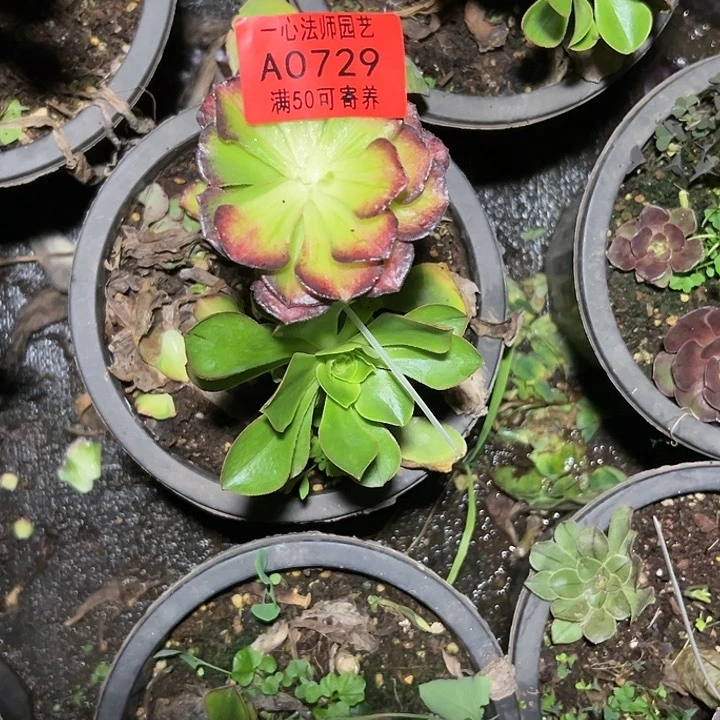竹*A0729多肉植物、海王彩