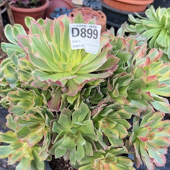 烟****8D899多肉植物金辉