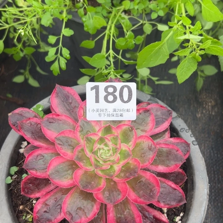 180多肉植物孔雀翎