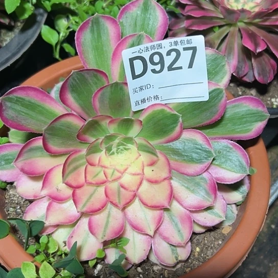 D927多肉植物孔雀翎