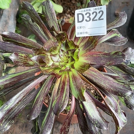 D322多肉植物孔雀翎