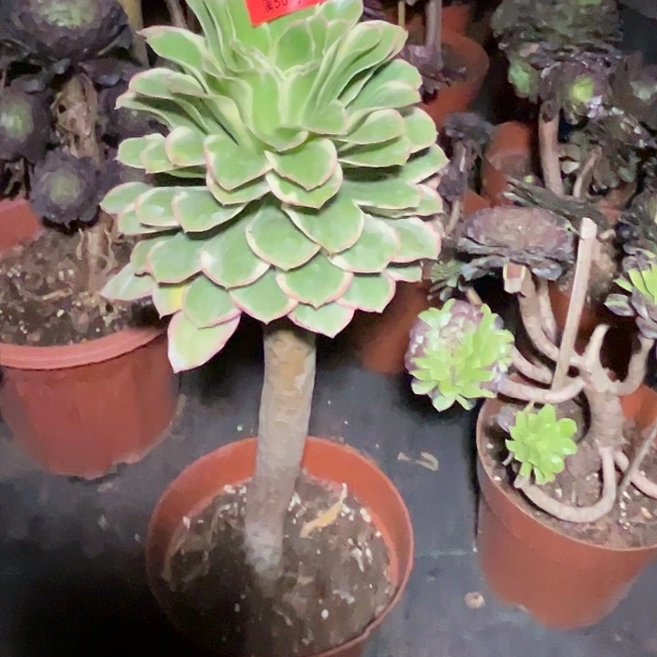 小**.A0788多肉植物绿玫瑰发货