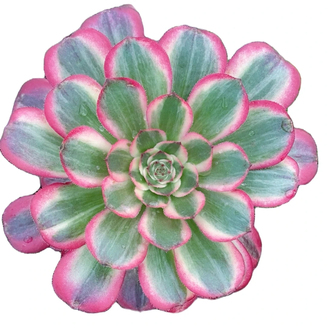 万圣节变异白锦、法师锦