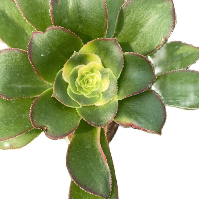 法师锦稀有品种、法师锦新变异