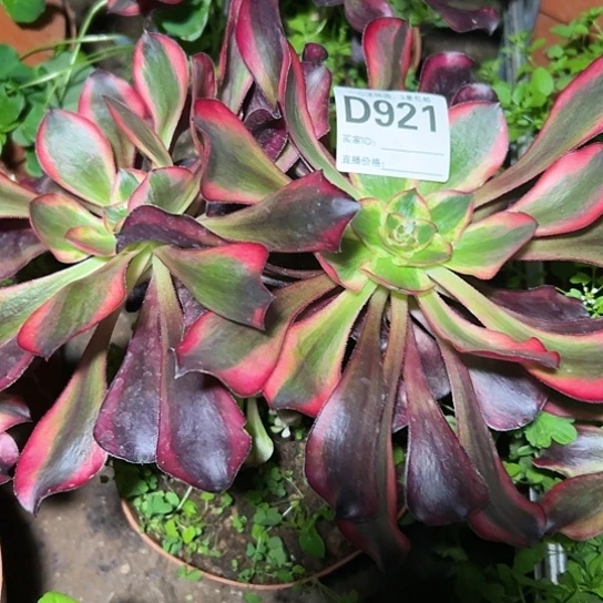 D921多肉植物毒白