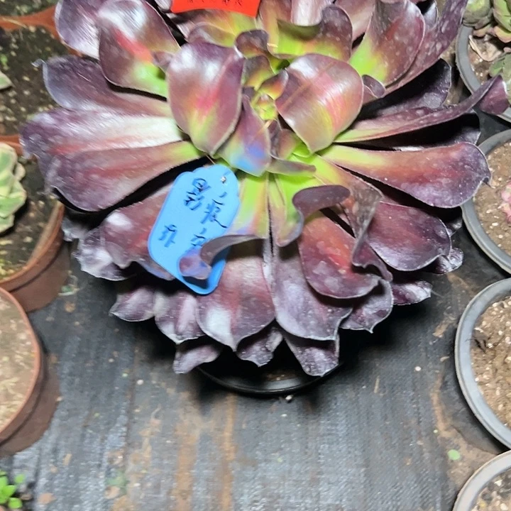 影*A0794多肉植物、巫毒中班