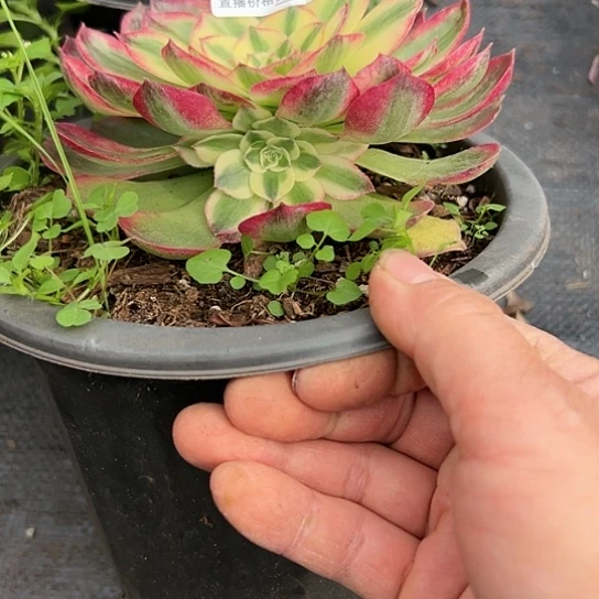 兰*王D298多肉植物海王