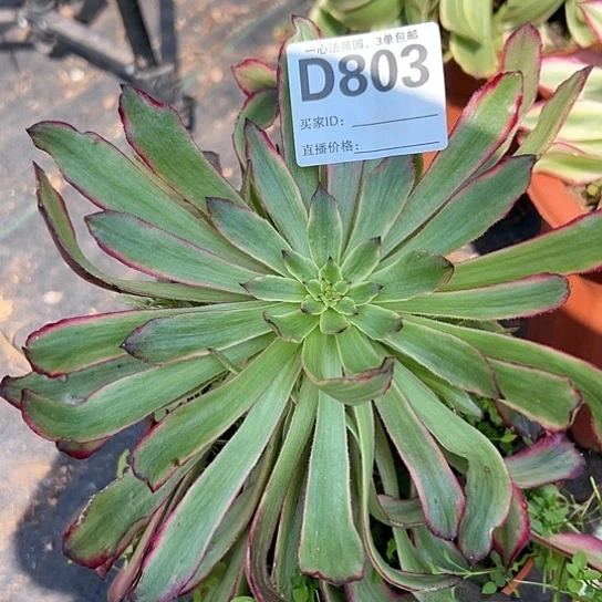 D803多肉植物法师