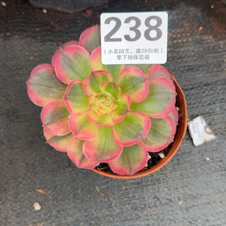 微**风238多肉植物海神