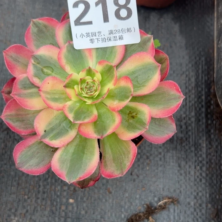 甜*包218多肉植物海神