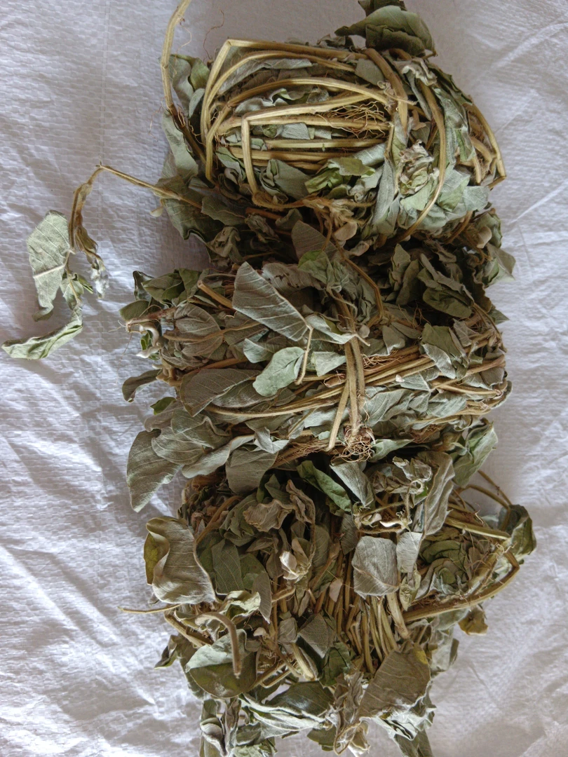 粵北山区野生金前草500g
