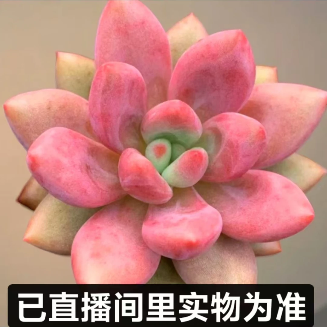 【梵巷多肉】桃花源 满9.9包邮 脱土裸根发货 以直播间里实物为准