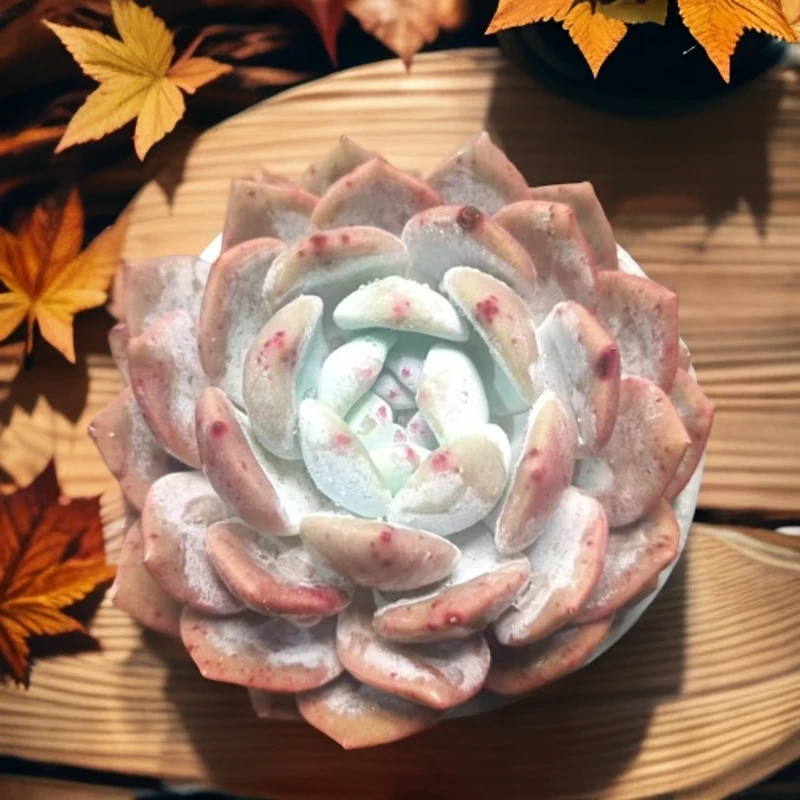 【梵巷多肉】精品橙梦露满9.9包邮带盆带土发货已直播间里实物为准