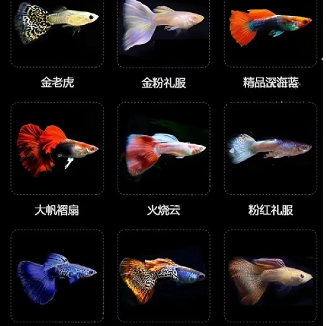 热带观赏鱼一物一拍