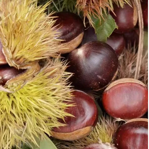 贵州高山板栗2024年当季新鲜毛栗软糯香甜农家去壳现摘顺丰包邮