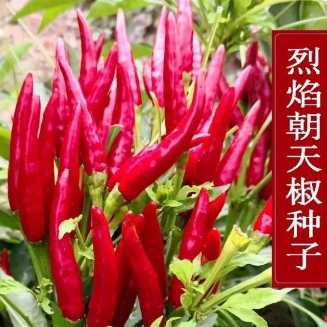 朝天椒种子早熟辣椒种籽农家菜园蔬菜辣椒种子阳台盆栽四季播种子