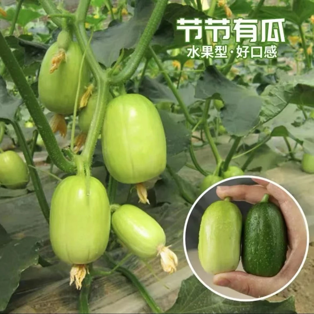 玉女黄瓜种籽拇指水果小黄瓜种子生吃脆甜迷你水果黄瓜蔬菜阳台籽