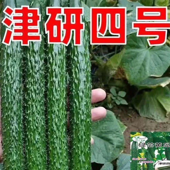 津研四号黄瓜种子青瓜春夏秋季耐热密刺庭院四季阳台蔬菜黄瓜种孑