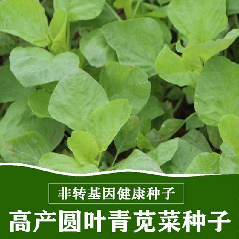 白苋菜种子阳台盆栽庭院青苋菜圆叶蔬菜种子新手易种蔬菜菜籽播种