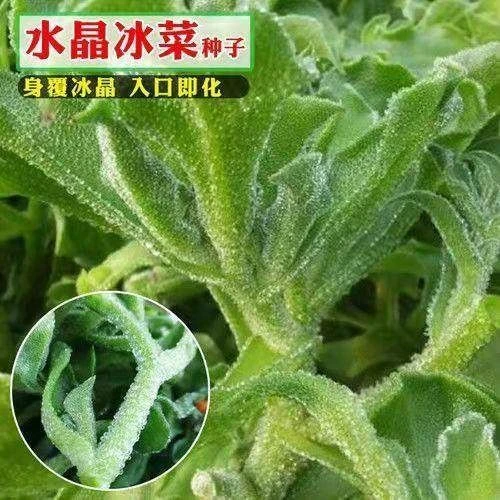 水晶冰菜种子四季阳台盆栽庭院冰草水草播种栽培蔬菜庭院冰菜种子
