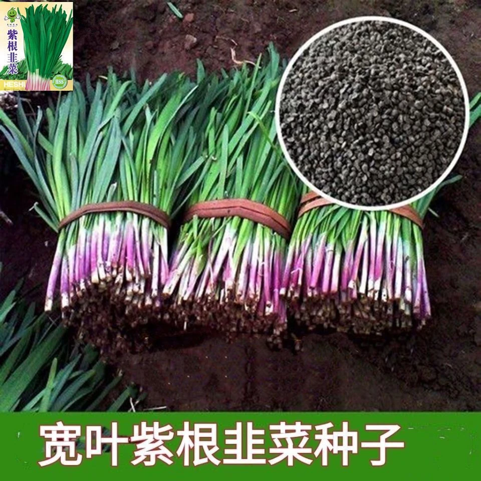 宽叶紫根韭菜种子四季紫韭菜籽庭院阳台盆栽耐寒大叶蔬菜韭菜种子