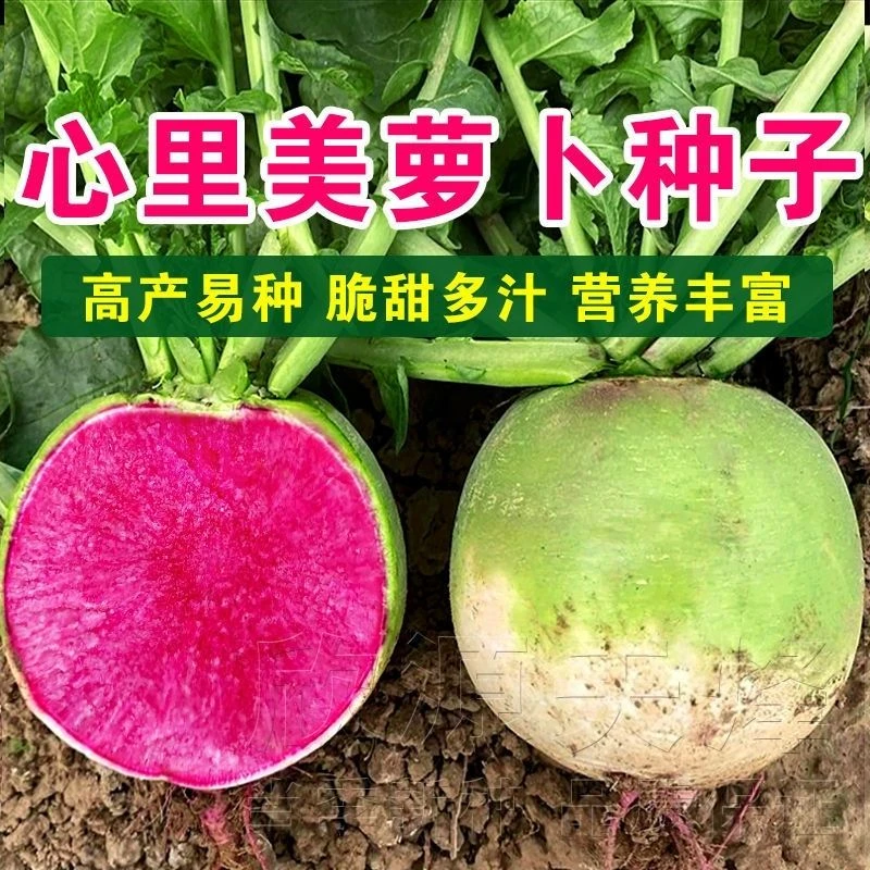 心里美萝卜种子甜脆西瓜萝卜青皮红心满堂红萝卜水果萝卜盆栽种子
